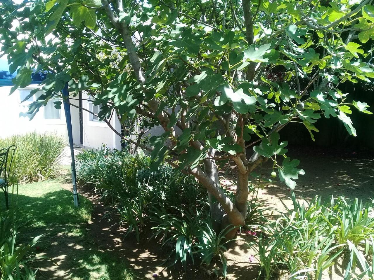 La Coscello Guest House Edenvale Dış mekan fotoğraf